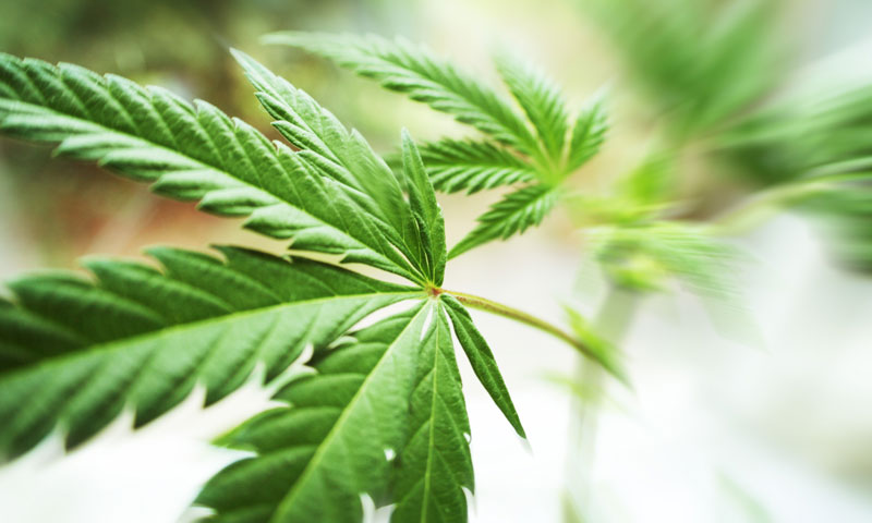 Main Content Intro Image